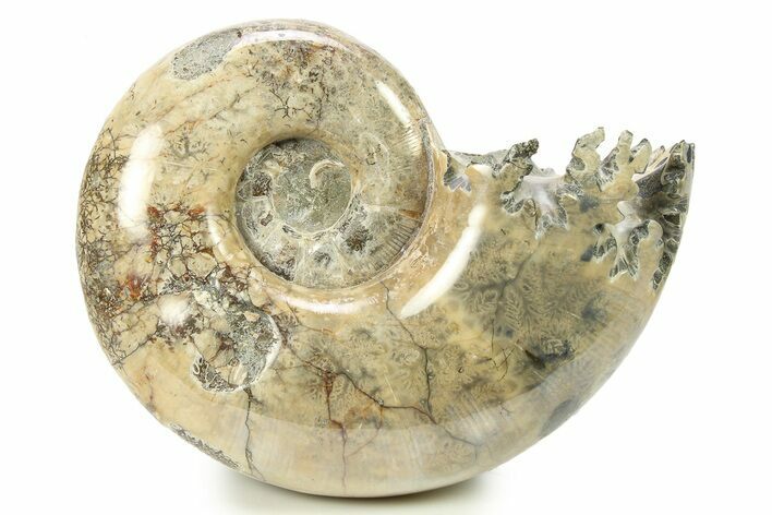 Polished Ammonite (Argonauticeras) Fossil - Madagascar #283520